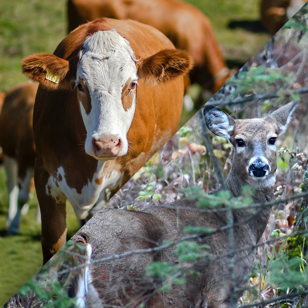 The Truth About Hunting, Wild Game, and Nutrition