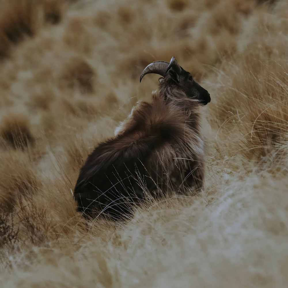 Tahr at a Crossroads: Looming Cull Threatens Conservation, Economy, and Global Biodiversity