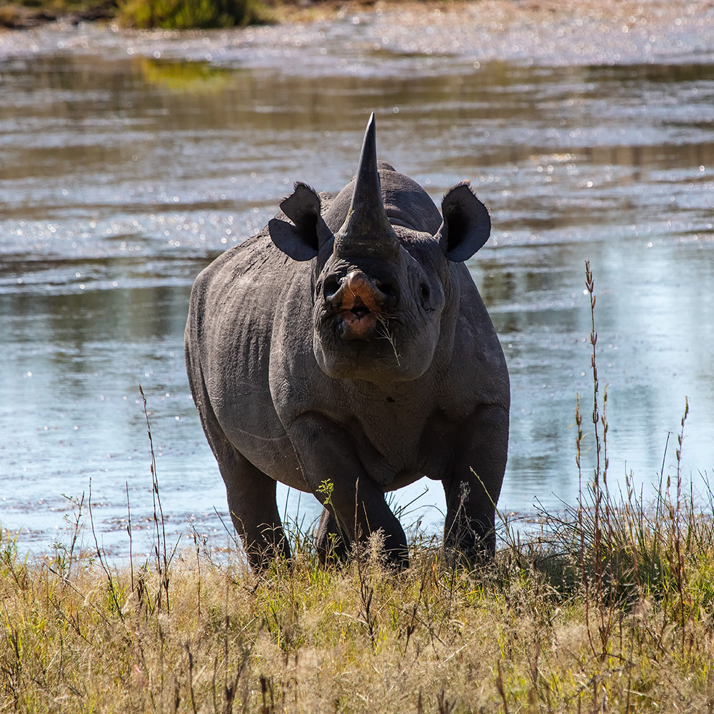 Addressing Criticisms of Hunting: The Case of the Black Rhino Permit