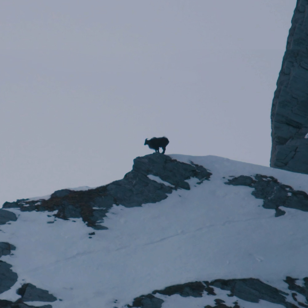 Hunters Call for Collaboration and Clarity in New Zealand Wildlife Management