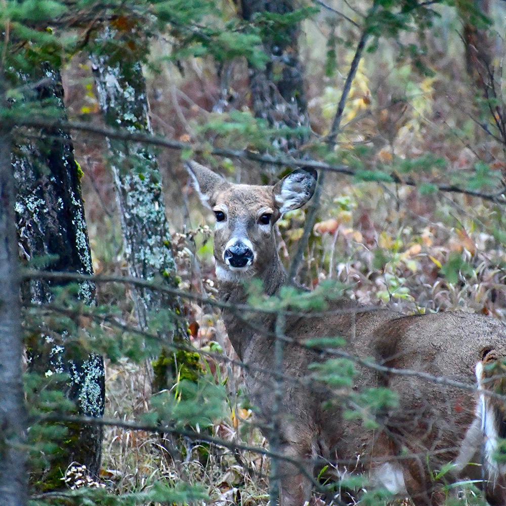 Why We Have Wildlife