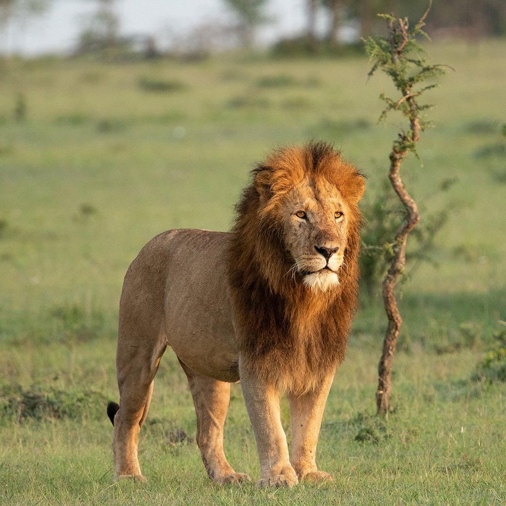 No Lions to 51 Lions