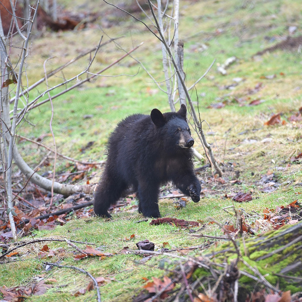 Bear Baiting in Maine: Effective Wildlife Management and Ethical Hunting Practices