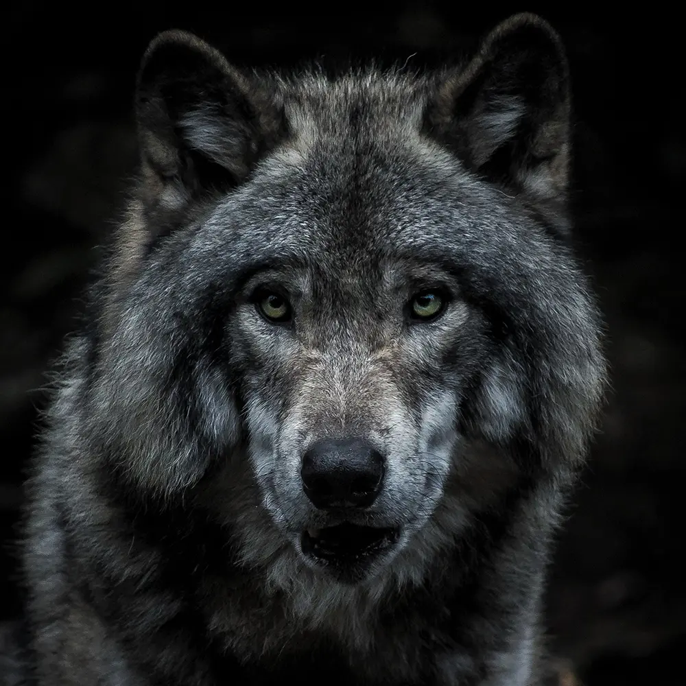 Colorado’s Controversial Path to Gray Wolf Reintroduction