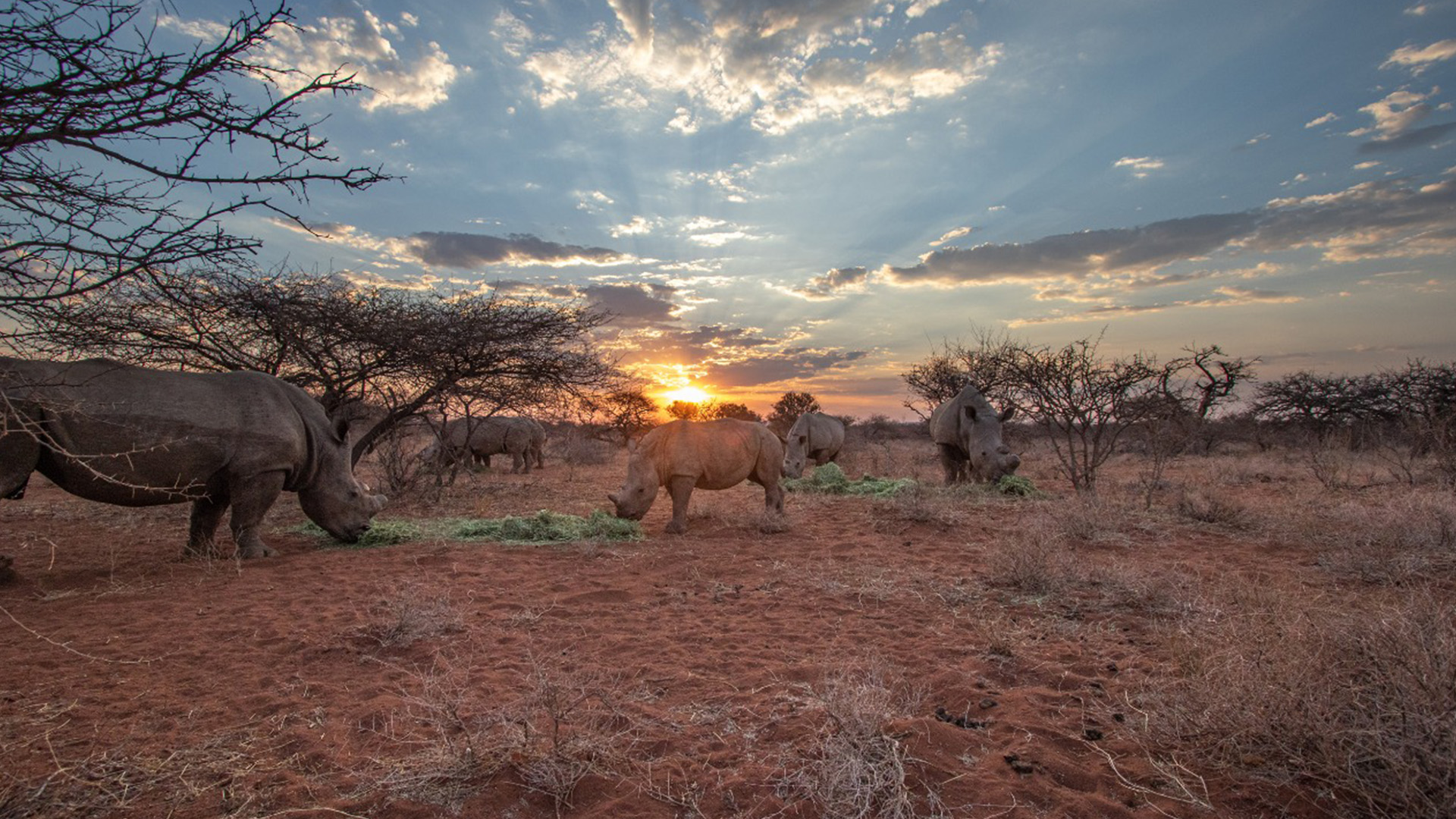 blood origins project rhino project white rhino herd feeding sunset