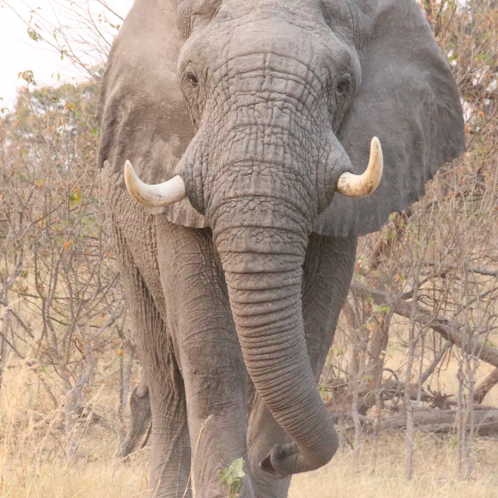 Namibia to Sell 170 Elephants: Conservationists Urged to Act, Not Just Speak