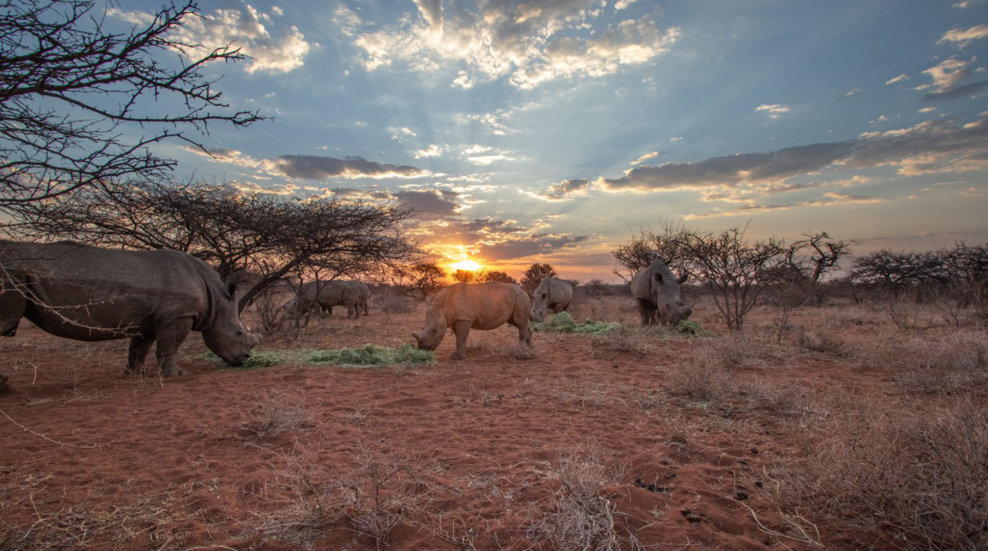 Project: The Rhino Project