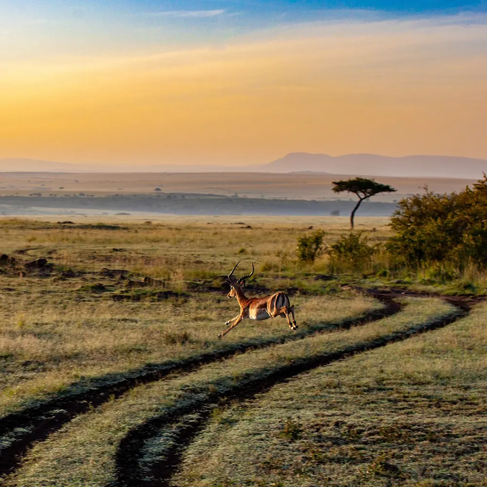 Why Banning African Imports Undermines Conservation