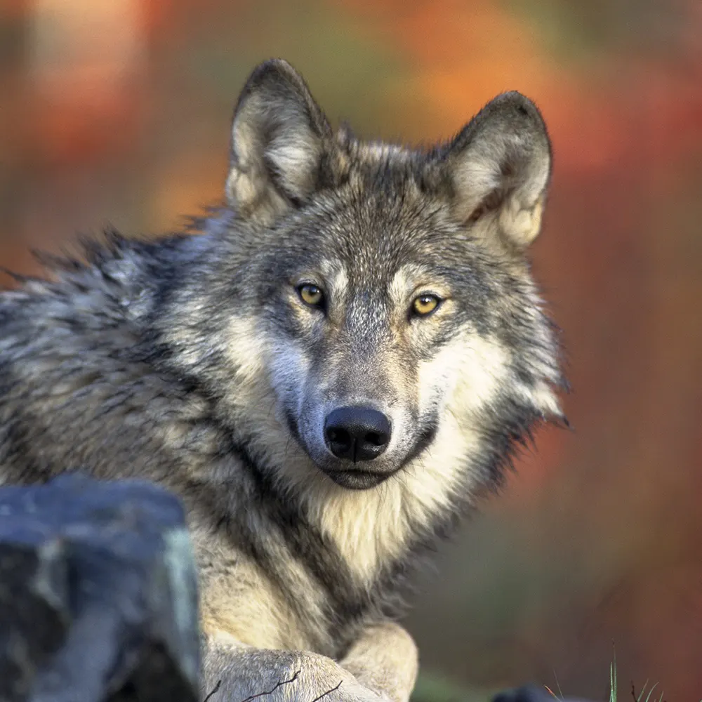 Wisconsin Wolf Season Controversy and Conservation Efforts