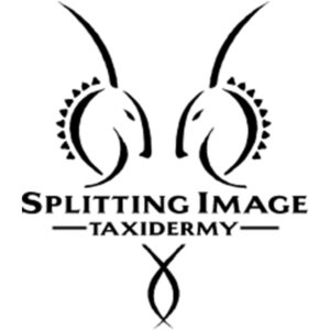 splitting image taxidermy logo