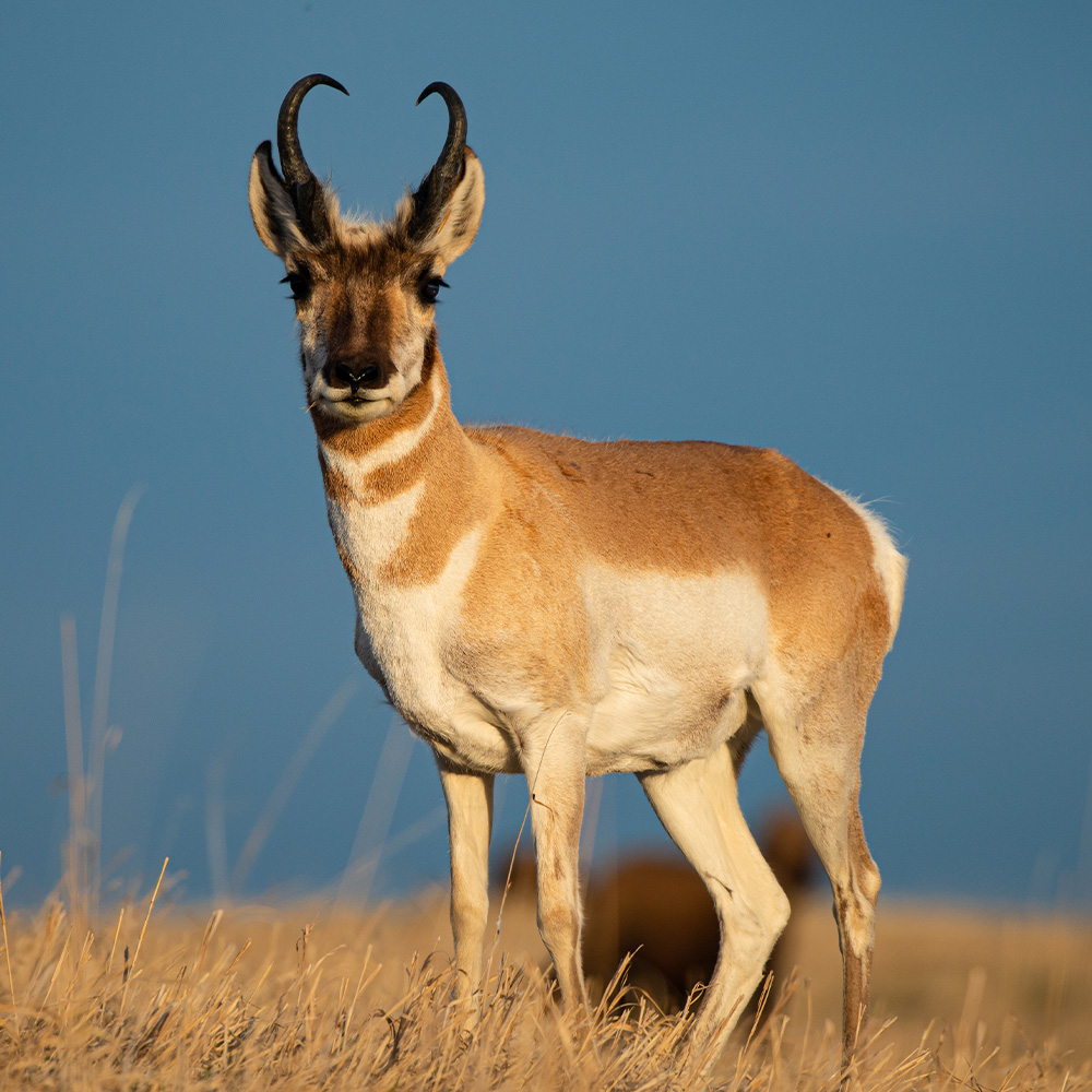 blood-origins-donate-depredation to conservation arizona antelope-conservation-project-thumbnail