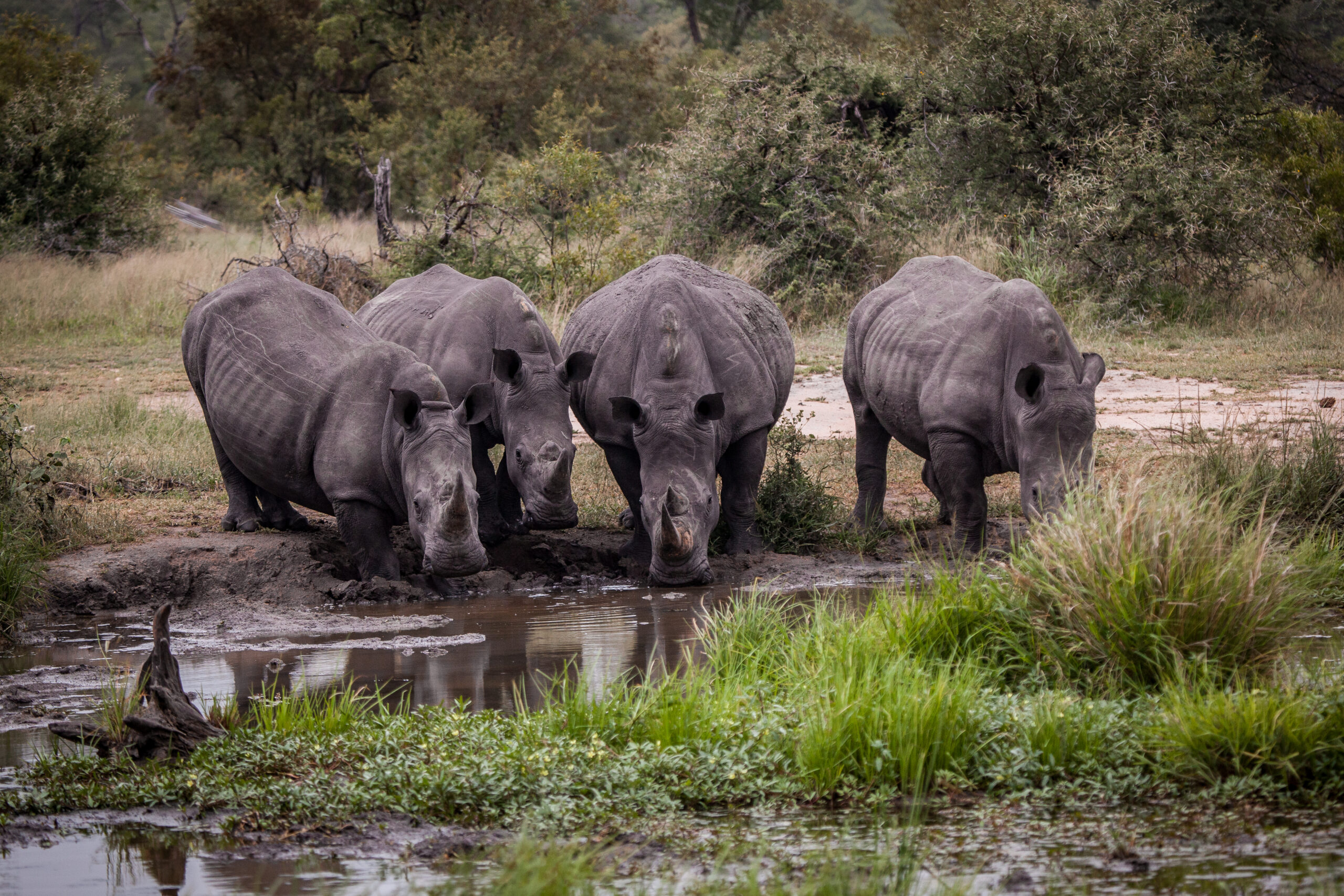 The Risk of Socio-Economic Bias in CITES Decisions