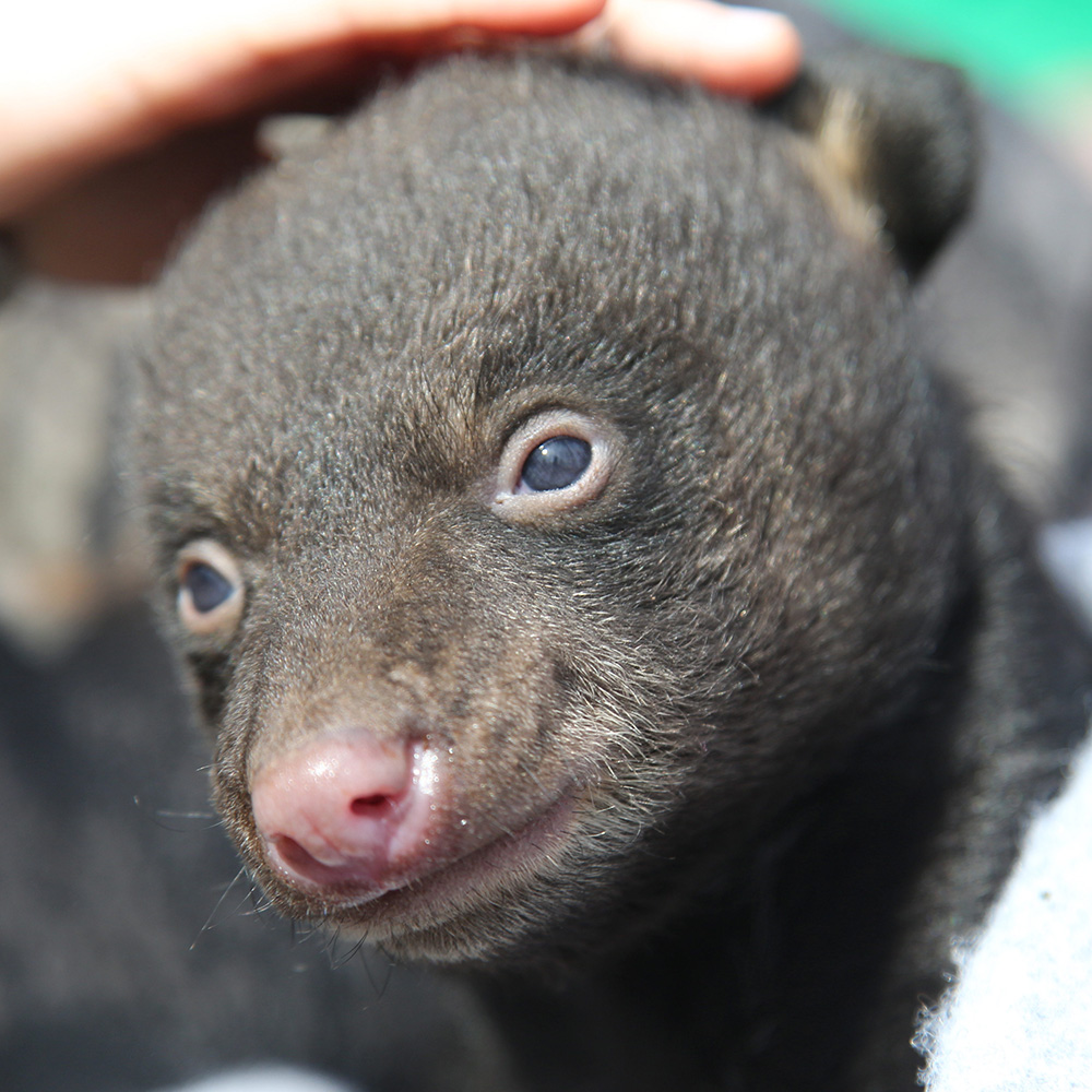 blood origins akansas black bear conservation project thumbnail