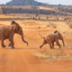 Elephants- A Crisis of Too Many Not Too Few thumbnail