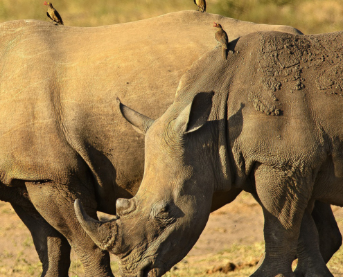 Think Before You Act- Improving the Conservation Outcomes of CITES Listing Decisions thumbnail