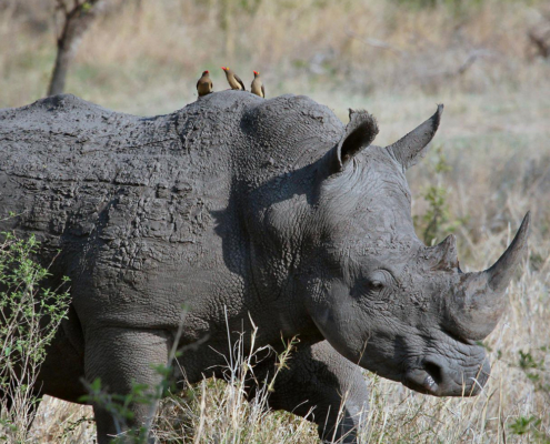 Harnessing values to save the rhinoceros: insights from Namibia