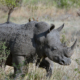 Harnessing values to save the rhinoceros: insights from Namibia