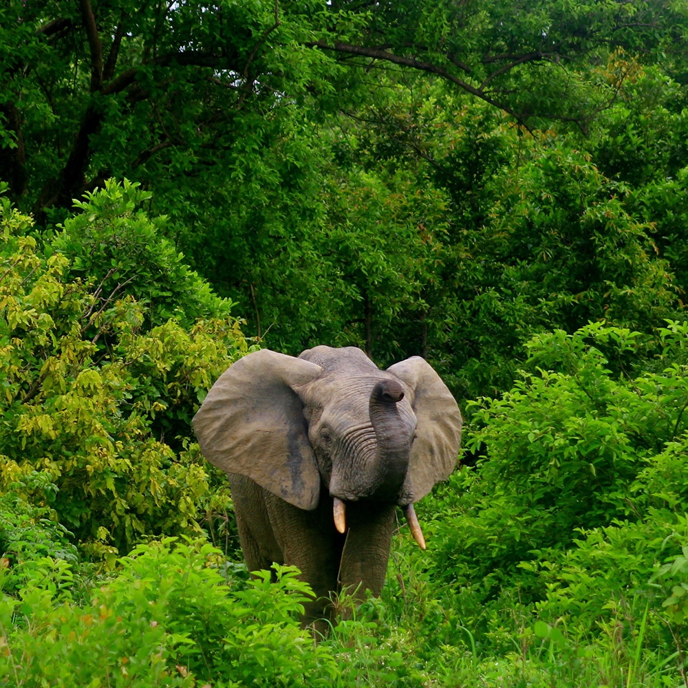 Hotspot elephant-poaching areas in the Eastern Selous Game Reserve, Tanzania