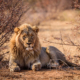 IUCN Briefing Paper - Informing Decisions on Trophy Hunting