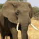Illegal tusk harvest and the decline of tusk size in the African elephant