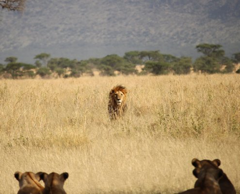 More than $1 billion needed annually to secure Africa’s protected areas with lions