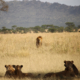 More than $1 billion needed annually to secure Africa’s protected areas with lions