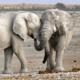Movement reveals reproductive tactics in male elephants