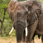 The 2022 African Elephant Conference in Zimbabwe