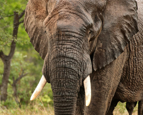 The 2022 African Elephant Conference in Zimbabwe