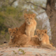 The performance of African protected areas for lions and their prey