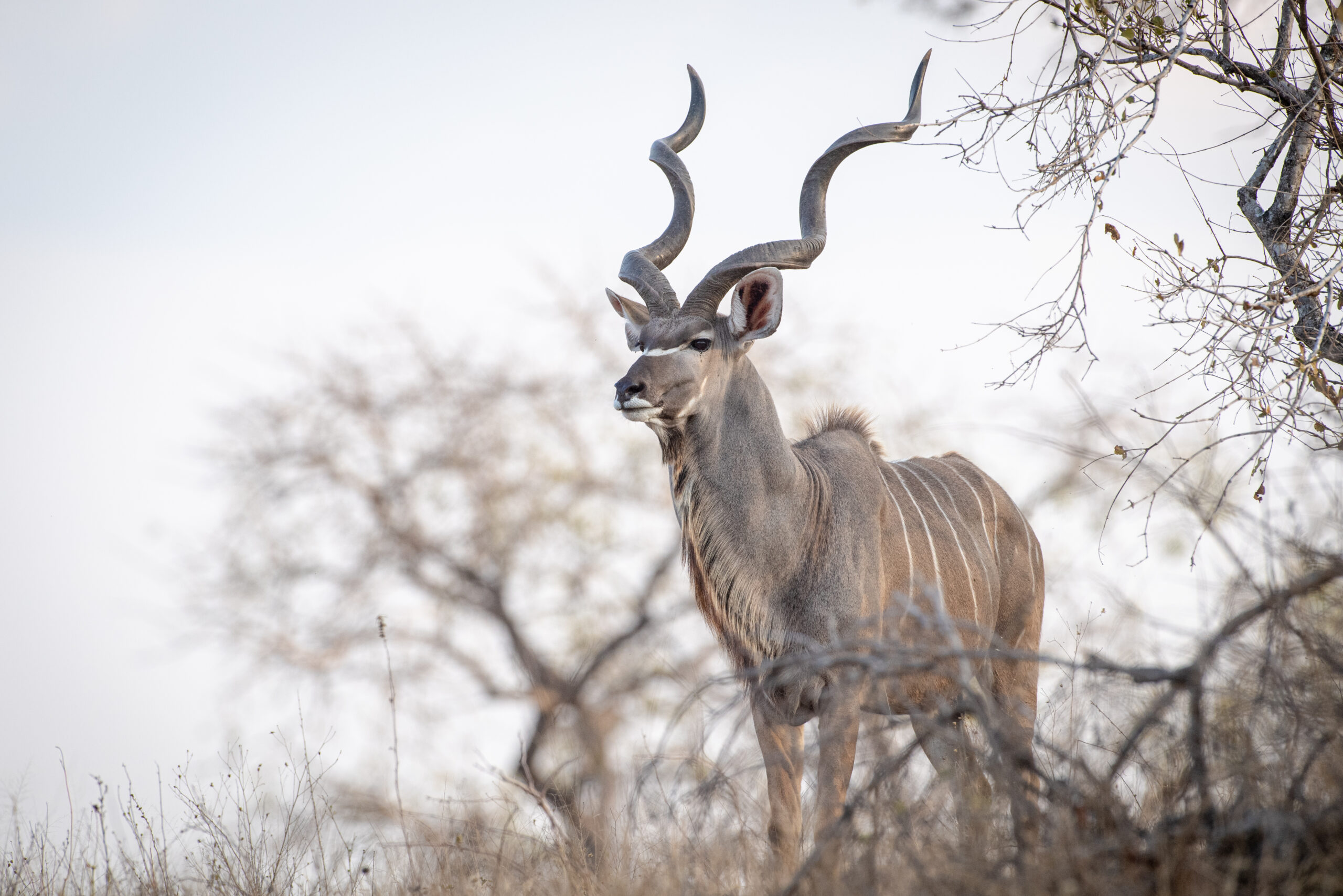Zimbabwe to Direct All International Hunting Revenue to Local Communities