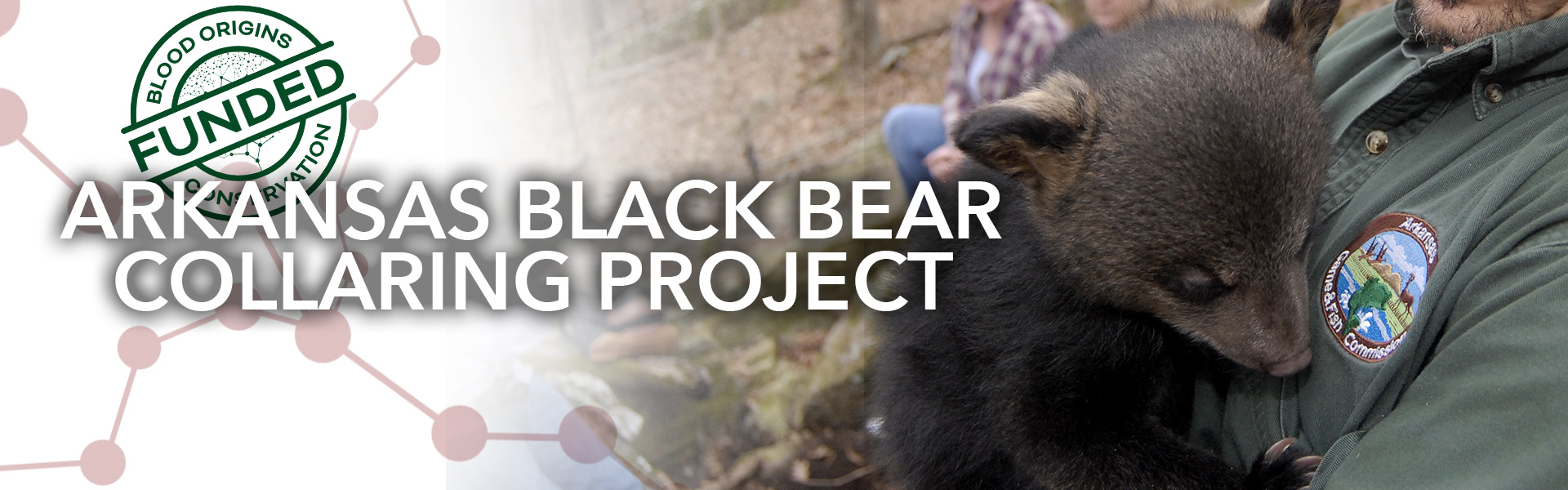 blood origins akansas black bear collaring conservation project banner FUNDED