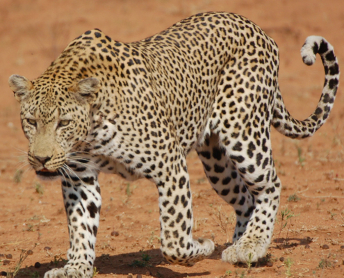 Applicability of Age-Based Hunting Regulations for African Leopards