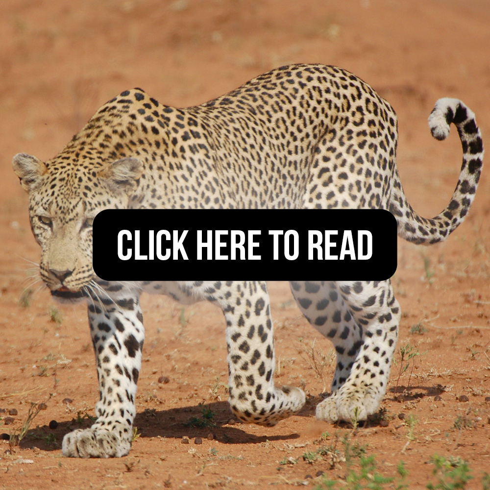 Applicability of Age-Based Hunting Regulations for African Leopards click here to read