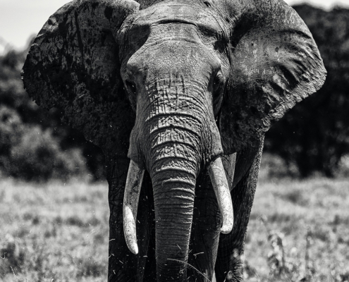 Estimating economic losses to tourism in Africa from the illegal killing of elephants