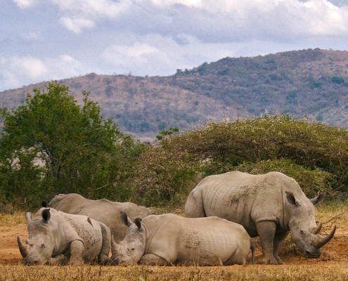 Legal hunting for conservation of highly threatened species: The case of African rhinos