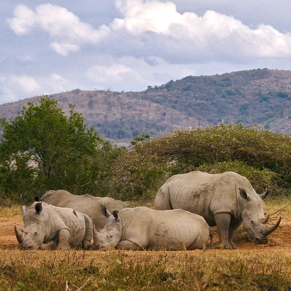 Legal hunting for conservation of highly threatened species: The case of African rhinos