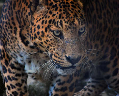 Leopard (Panthera pardus) status, distribution, and the research efforts across its range