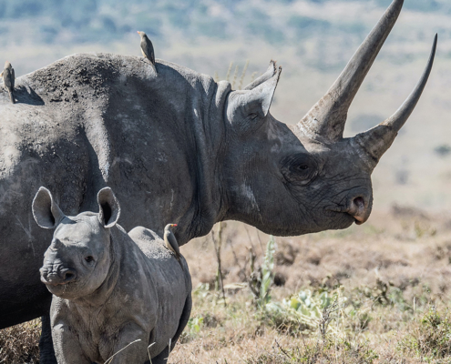 The Truth Hunters are Funding Anti-Poaching Around the World