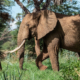 The elephant (head) in the room: A critical look at trophy hunting