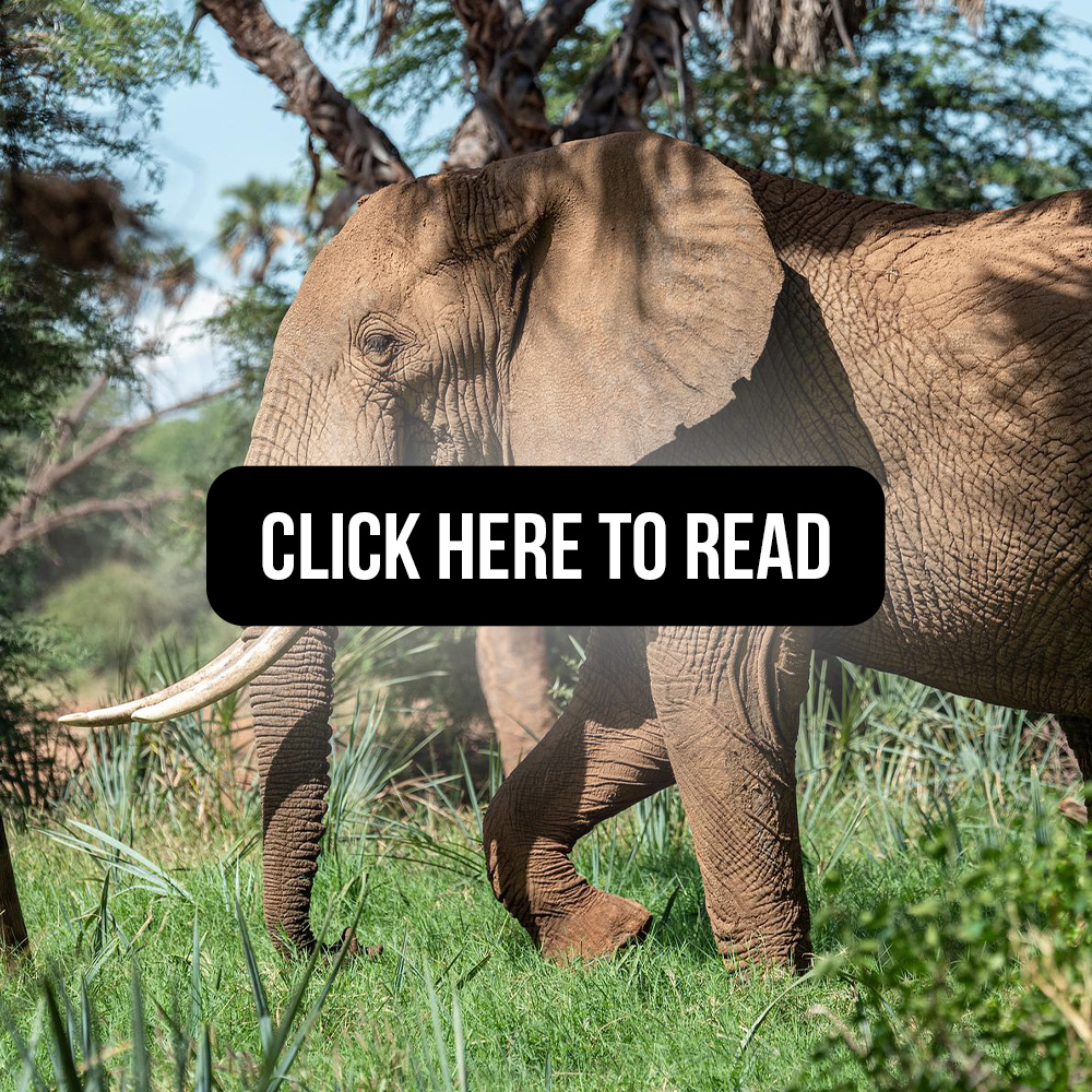 The elephant (head) in the room: A critical look at trophy hunting