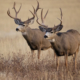 The role of hunting in North American wildlife conservation