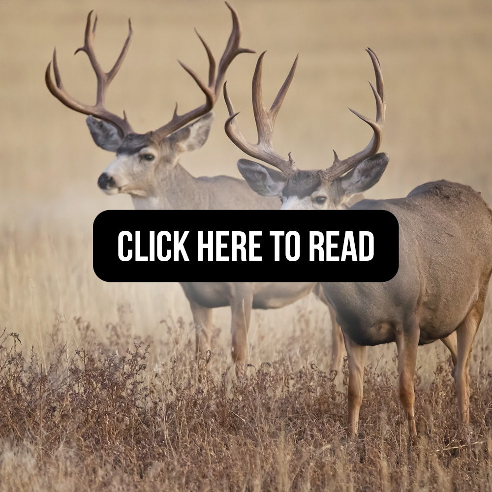 The role of hunting in North American wildlife conservation