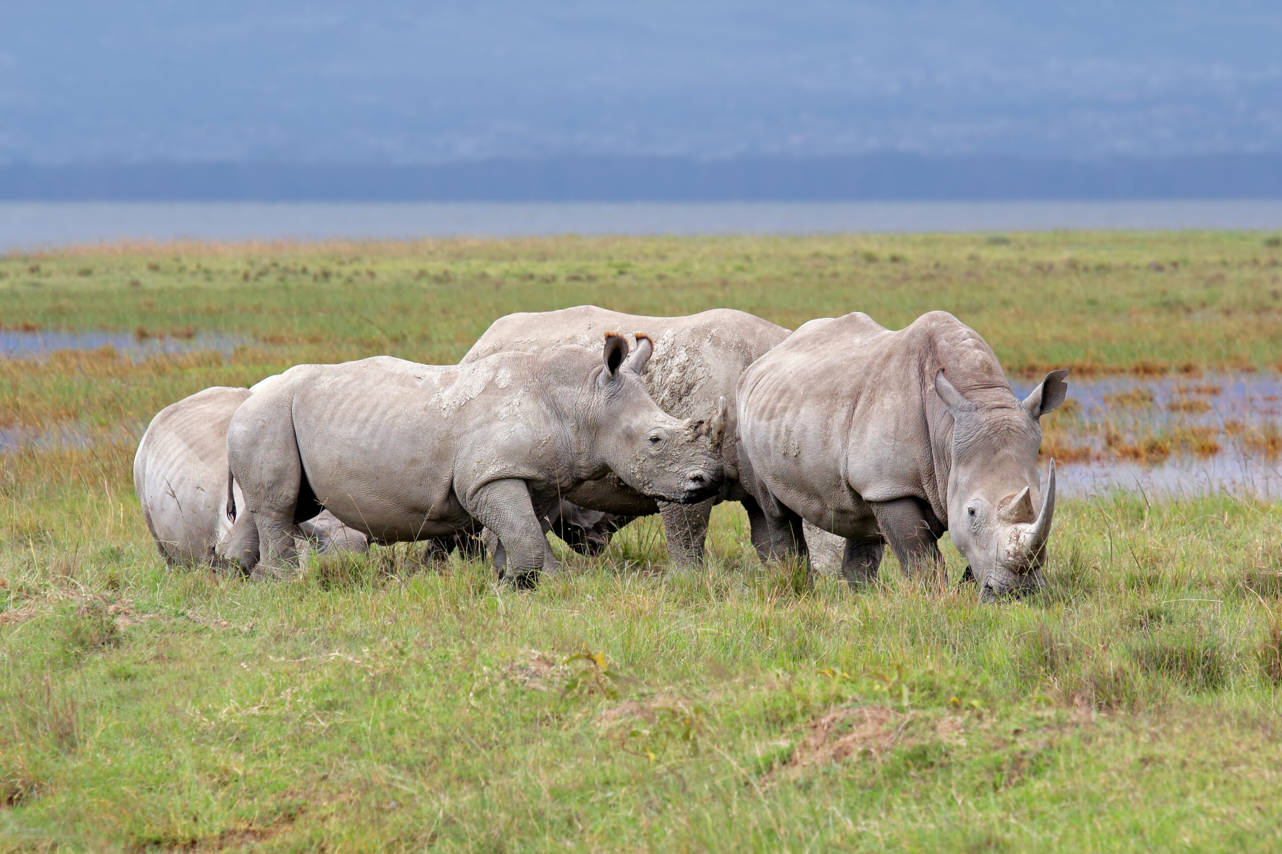 Selective Trophy Hunting as a Conservation Tool: Lessons from Rhino Management in South Africa