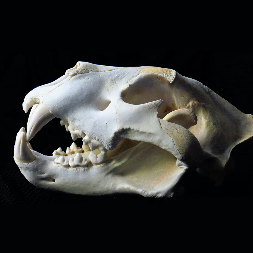 A roaring trade? The legal trade in Panthera leo bones from Africa to East-Southeast Asia