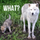 Hunters Killing Wolf Pups - What?