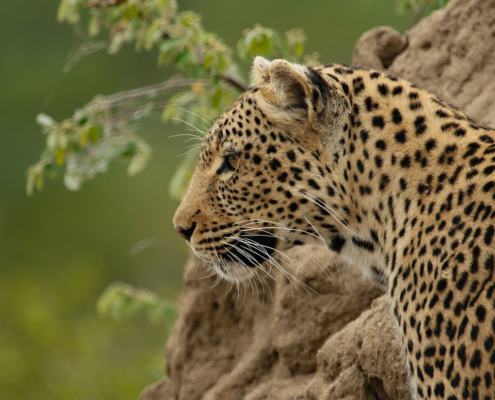 Spotty Data- Managing International Leopard Panthera pardus Trophy Hunting Quotas Amidst Uncertainty