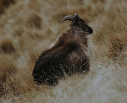 TAHR-MAHGEDDON and WHY you should care.
