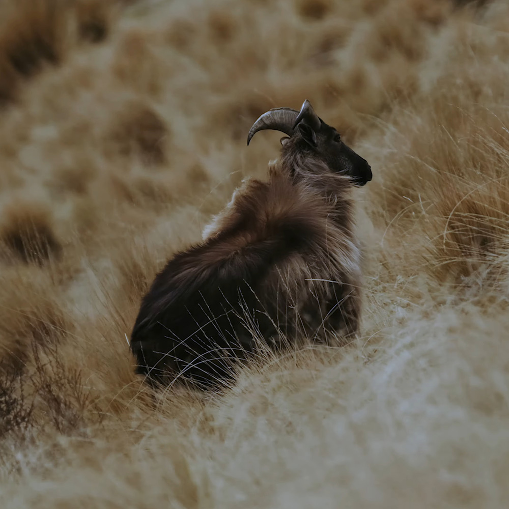 TAHR-MAHGEDDON and WHY you should care.