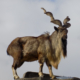 The Proof- The Markhor in Pakistan
